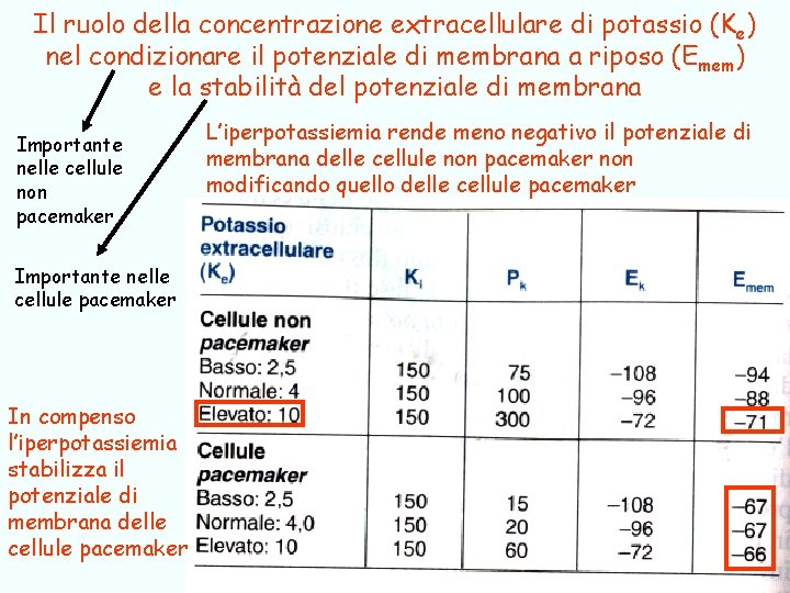 Il ruolo della concentrazione extracellulare di potassio (K e) nel condizionare il potenziale di