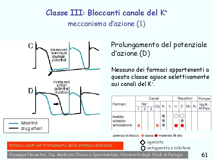 Classe III: Bloccanti canale del K+ meccanismo d’azione (1) Prolungamento del potenziale d’azione (D)
