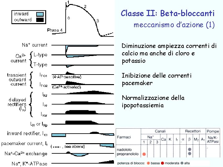 Classe II: Beta-bloccanti meccanismo d’azione (1) Diminuzione ampiezza correnti di calcio ma anche di