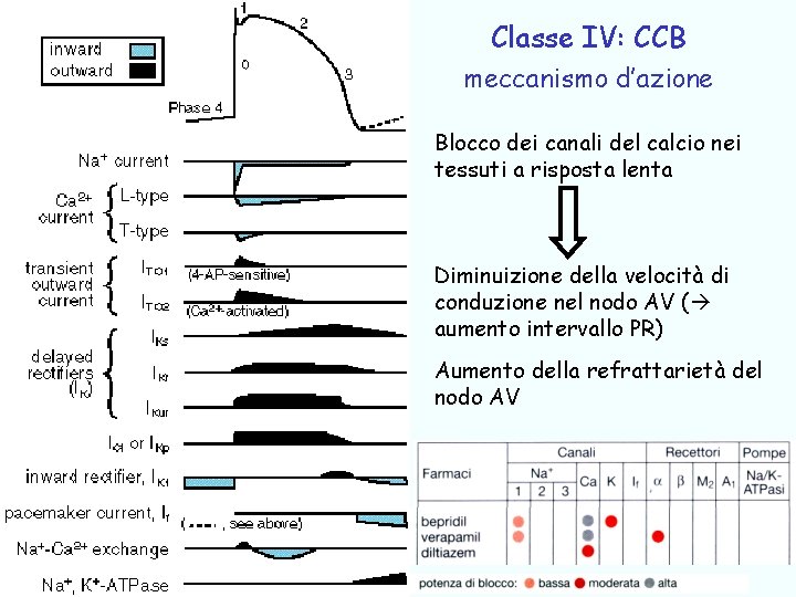 Classe IV: CCB meccanismo d’azione Blocco dei canali del calcio nei tessuti a risposta