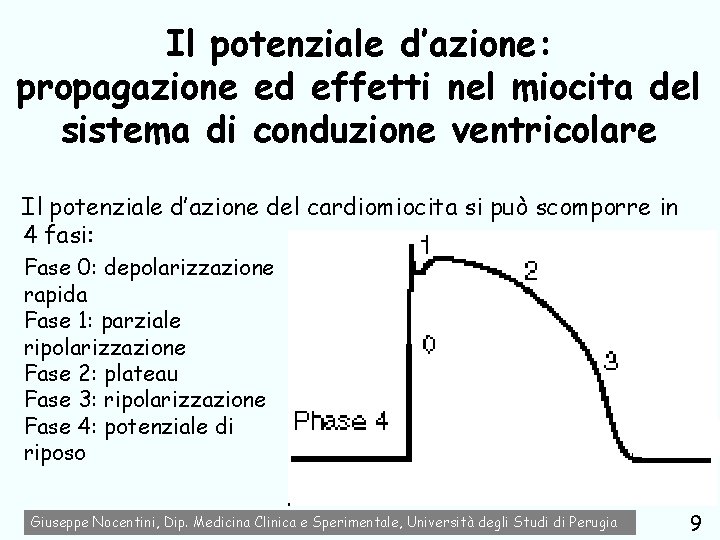 Il potenziale d’azione: propagazione ed effetti nel miocita del sistema di conduzione ventricolare Il