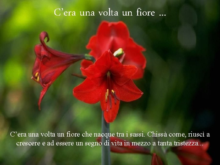 C’era una volta un fiore. . . C’era una volta un fiore che nacque