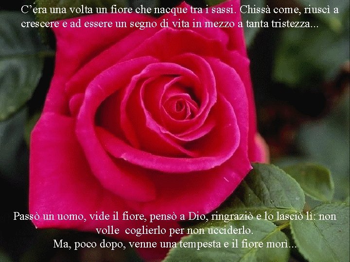 C’era una volta un fiore che nacque tra i sassi. Chissà come, riuscì a