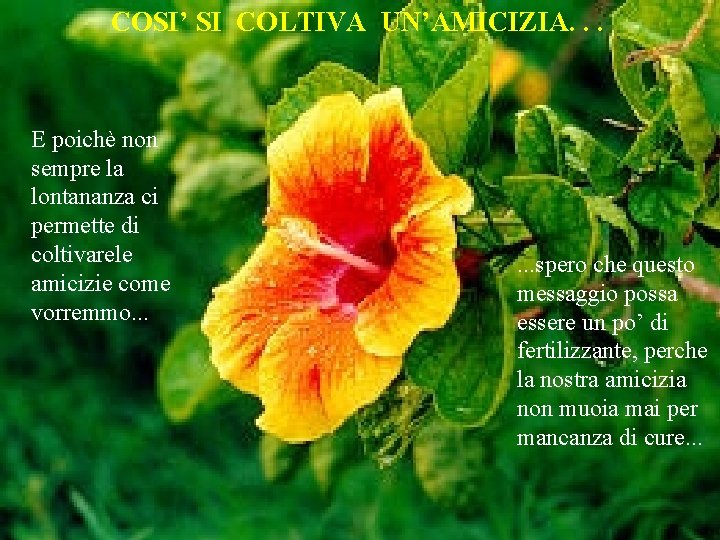 COSI’ SI COLTIVA UN’AMICIZIA. . . E poichè non sempre la lontananza ci permette