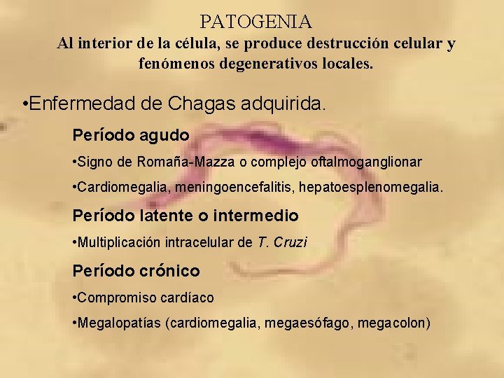 PATOGENIA Al interior de la célula, se produce destrucción celular y fenómenos degenerativos locales.