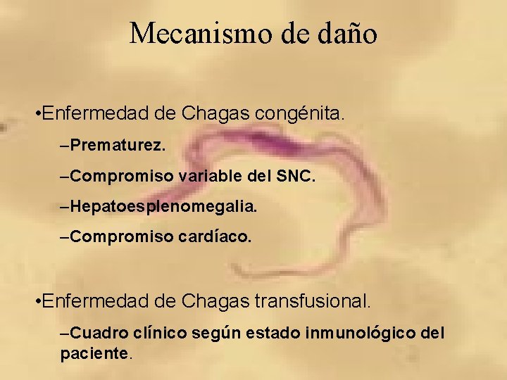 Mecanismo de daño • Enfermedad de Chagas congénita. –Prematurez. –Compromiso variable del SNC. –Hepatoesplenomegalia.