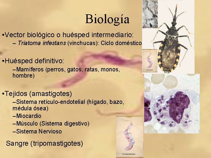 Biología • Vector biológico o huésped intermediario: – Triatoma infestans (vinchucas): Ciclo doméstico •