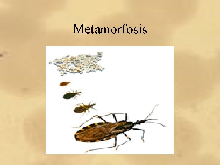 Metamorfosis Metamorfosis