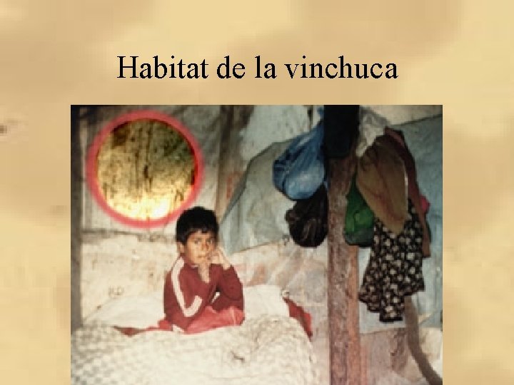 Habitat de la vinchuca Habitat de la vinchuca