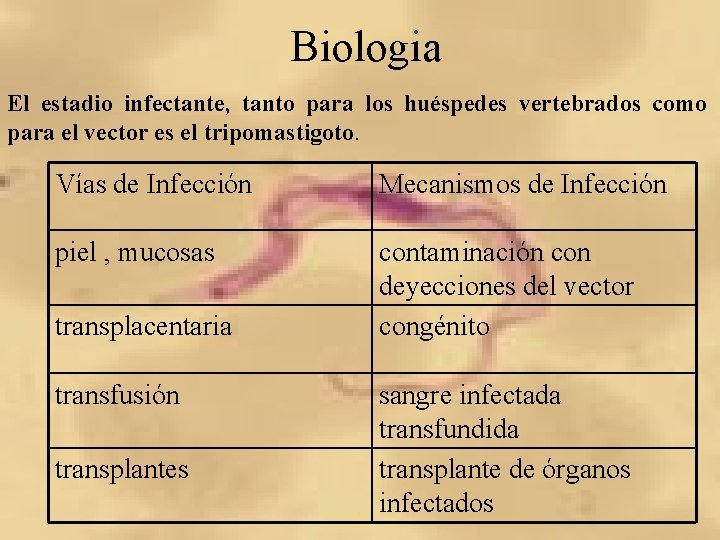 Biologia El estadio infectante, tanto para los huéspedes vertebrados como para el vector es