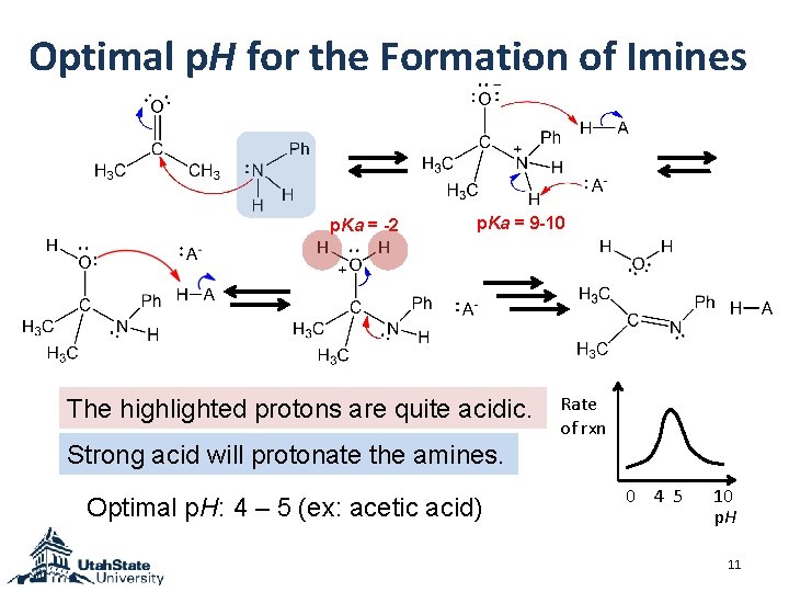 Optimal p. H for the Formation of Imines p. Ka = -2 p. Ka Optimal p. H for the Formation of Imines p. Ka = -2 p. Ka