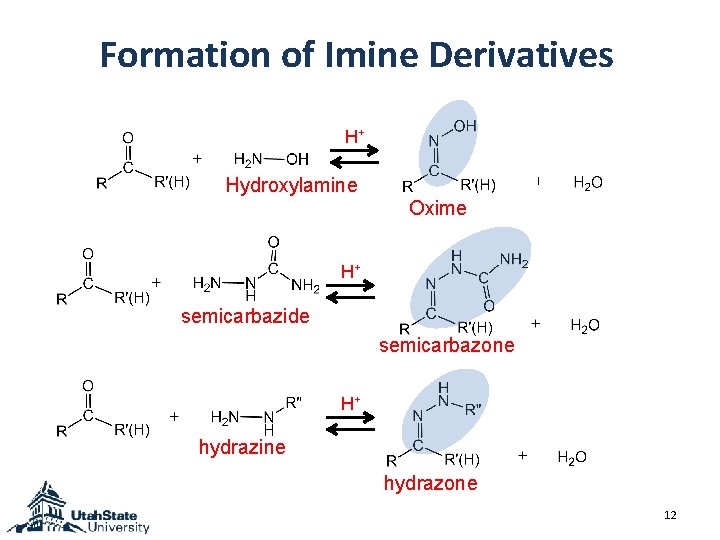 Formation of Imine Derivatives H+ Hydroxylamine Oxime H+ semicarbazide semicarbazone H+ hydrazine hydrazone 12 Formation of Imine Derivatives H+ Hydroxylamine Oxime H+ semicarbazide semicarbazone H+ hydrazine hydrazone 12