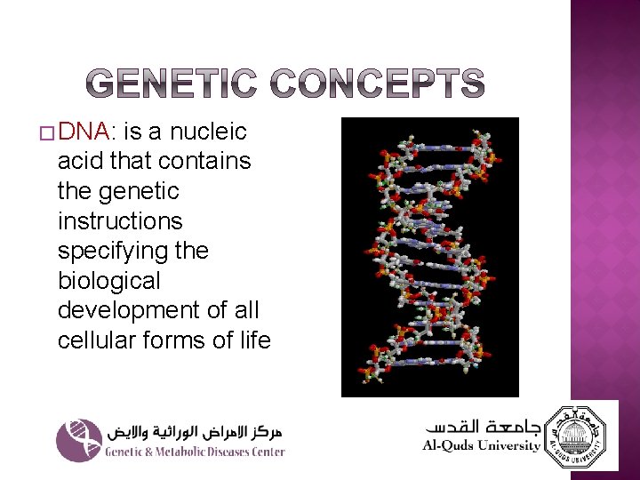 � DNA: is a nucleic acid that contains the genetic instructions specifying the biological