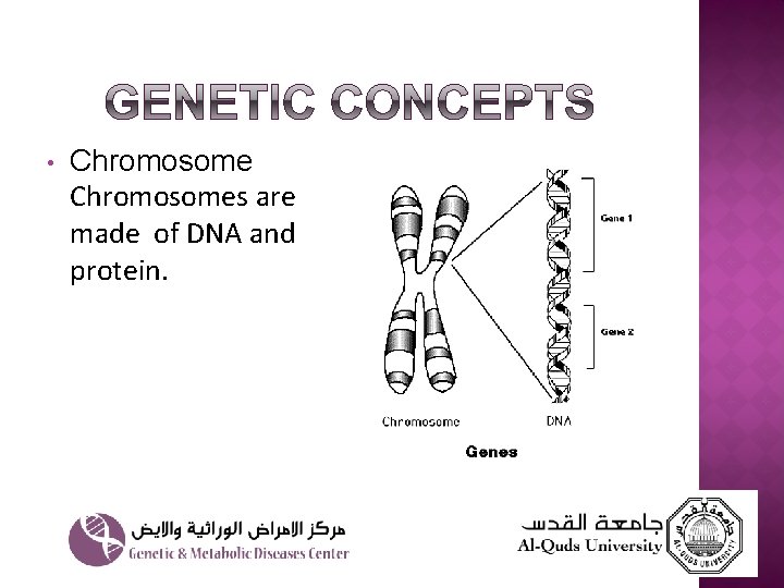  • Chromosomes are made of DNA and protein. 