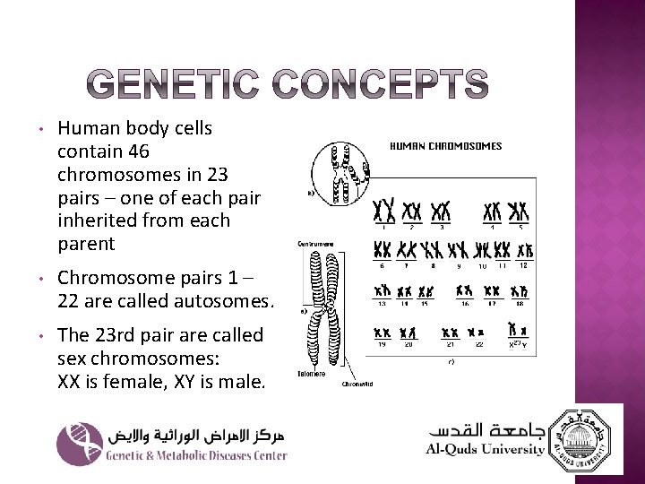  • Human body cells contain 46 chromosomes in 23 pairs – one of