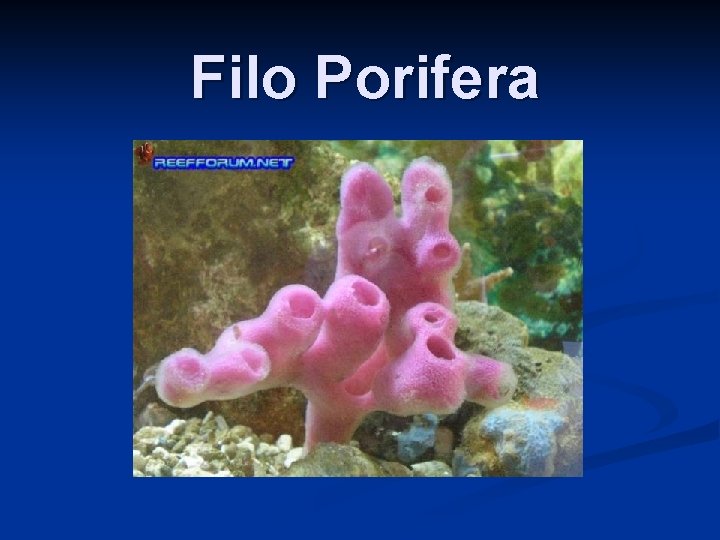 Filo Porifera 