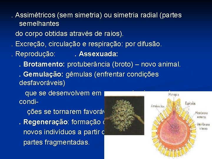 . Assimétricos (sem simetria) ou simetria radial (partes semelhantes do corpo obtidas através de