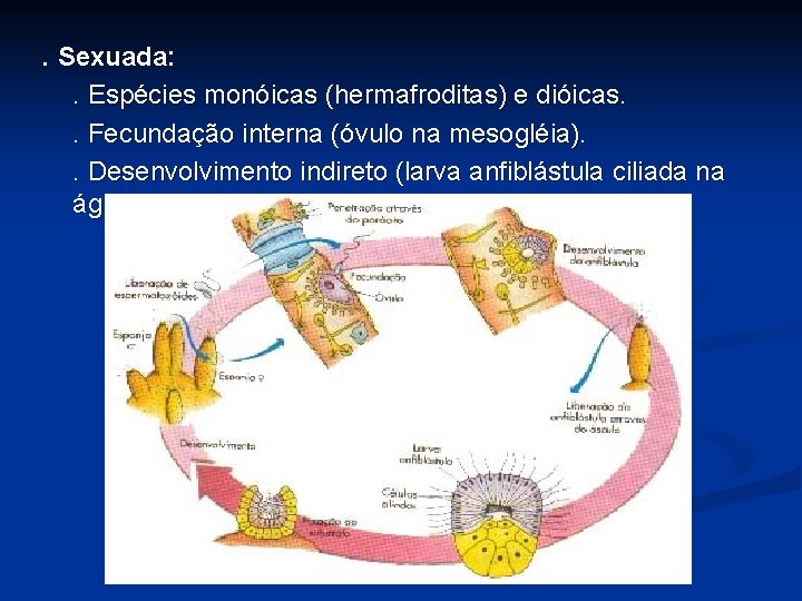 . Sexuada: . Espécies monóicas (hermafroditas) e dióicas. . Fecundação interna (óvulo na mesogléia).