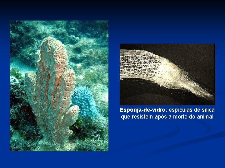 Esponja-de-vidro: espículas de sílica que resistem após a morte do animal 