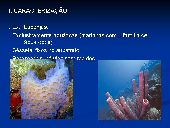 I. CARACTERIZAÇÃO: . Ex. : Esponjas. . Exclusivamente aquáticas (marinhas com 1 família de