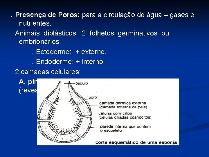 . Presença de Poros: para a circulação de água – gases e nutrientes. .