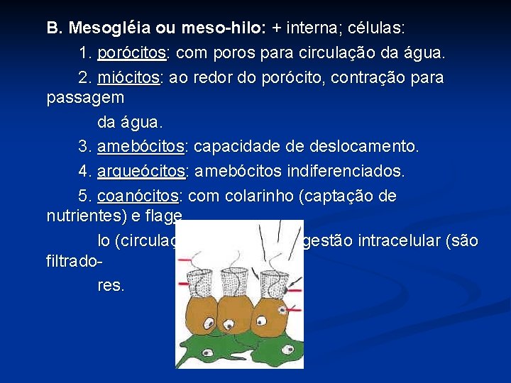 B. Mesogléia ou meso-hilo: + interna; células: 1. porócitos: com poros para circulação da