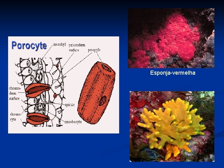 Esponja-vermelha 