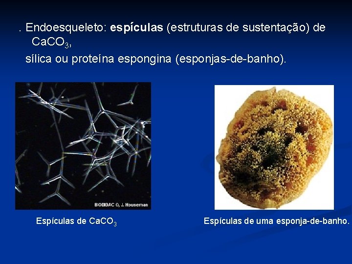 . Endoesqueleto: espículas (estruturas de sustentação) de Ca. CO 3, sílica ou proteína espongina