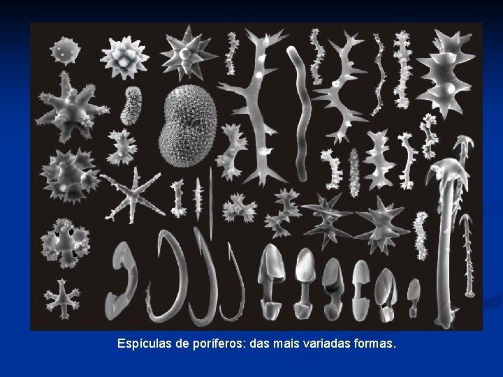 Espículas de poríferos: das mais variadas formas. 