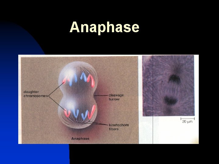 Anaphase 