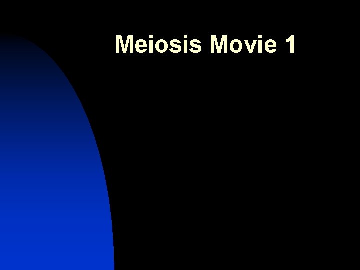 Meiosis Movie 1 