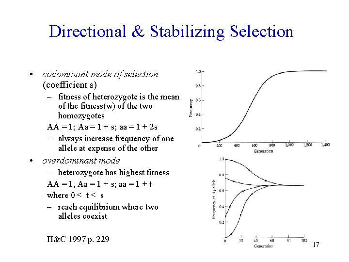 Directional & Stabilizing Selection • codominant mode of selection (coefficient s) – fitness of