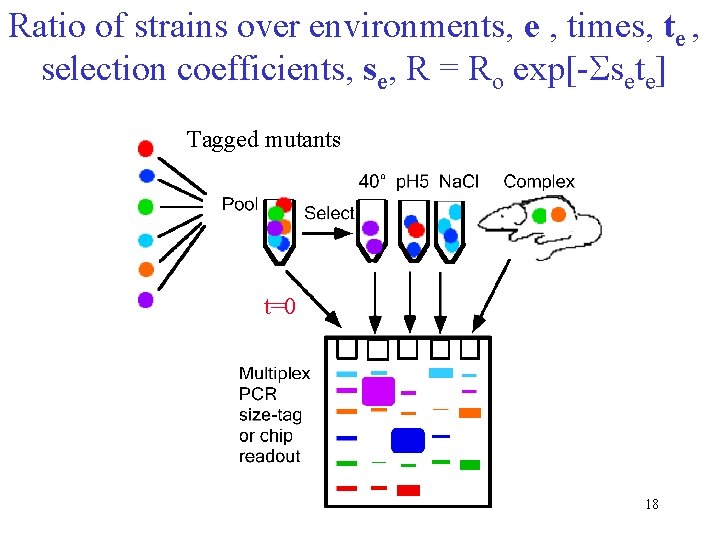 Ratio of strains over environments, e , times, te , selection coefficients, se, R