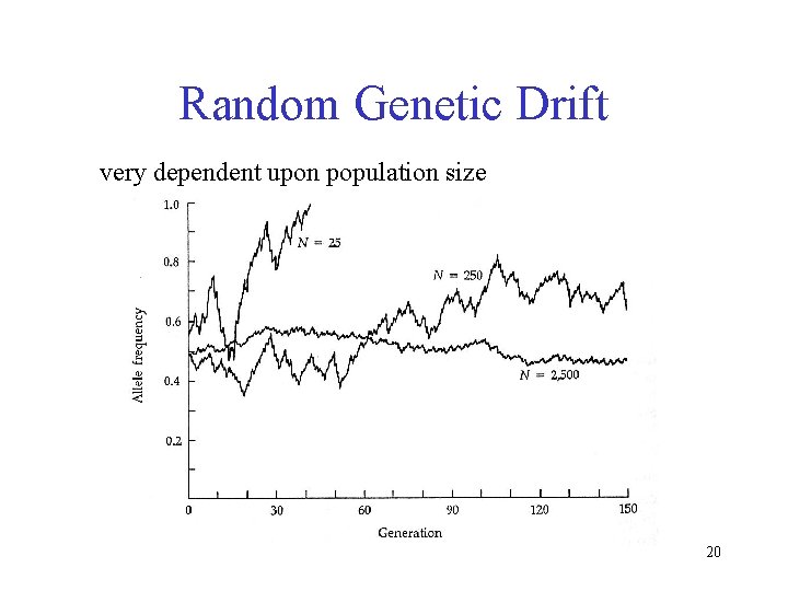 Random Genetic Drift very dependent upon population size 20 