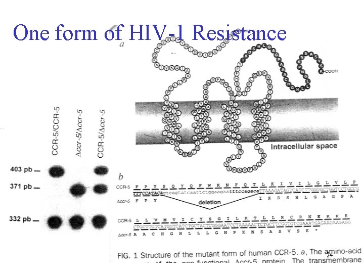 One form of HIV-1 Resistance 24 