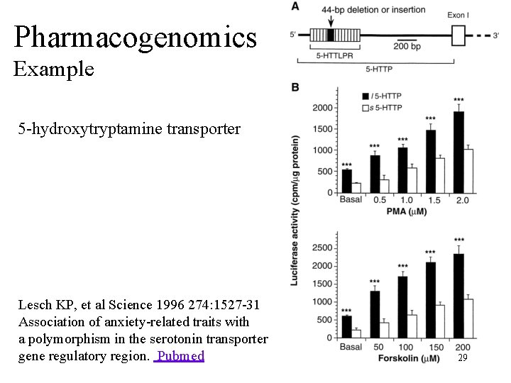 Pharmacogenomics Example 5 -hydroxytryptamine transporter Lesch KP, et al Science 1996 274: 1527 -31