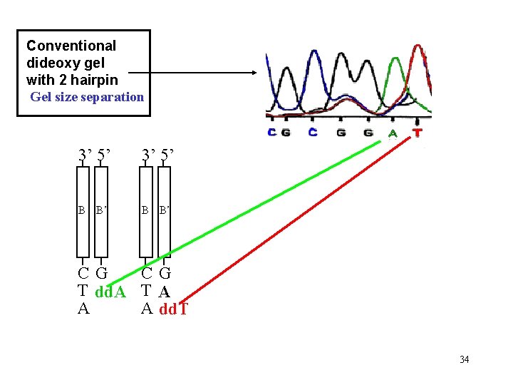 Conventional dideoxy gel with 2 hairpin Gel size separation 3’ 5’ B B’ CG