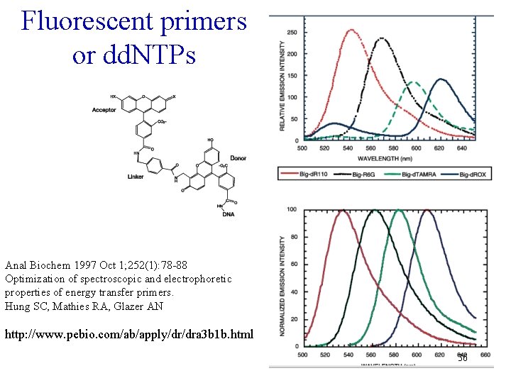 Fluorescent primers or dd. NTPs Anal Biochem 1997 Oct 1; 252(1): 78 -88 Optimization