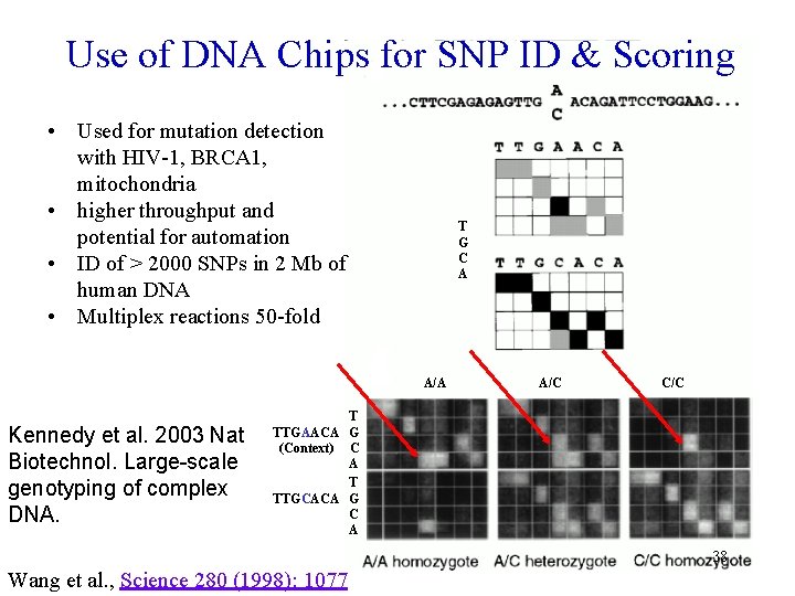 Use of DNA Chips for SNP ID & Scoring • Used for mutation detection