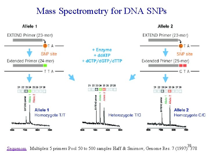 Mass Spectrometry for DNA SNPs 39 Sequenom Multiplex 5 primers Pool 50 to 500