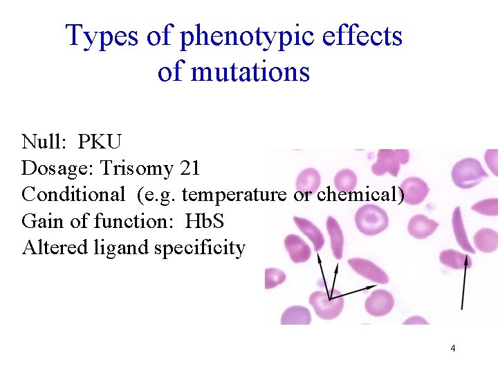 Types of phenotypic effects of mutations Null: PKU Dosage: Trisomy 21 Conditional (e. g.