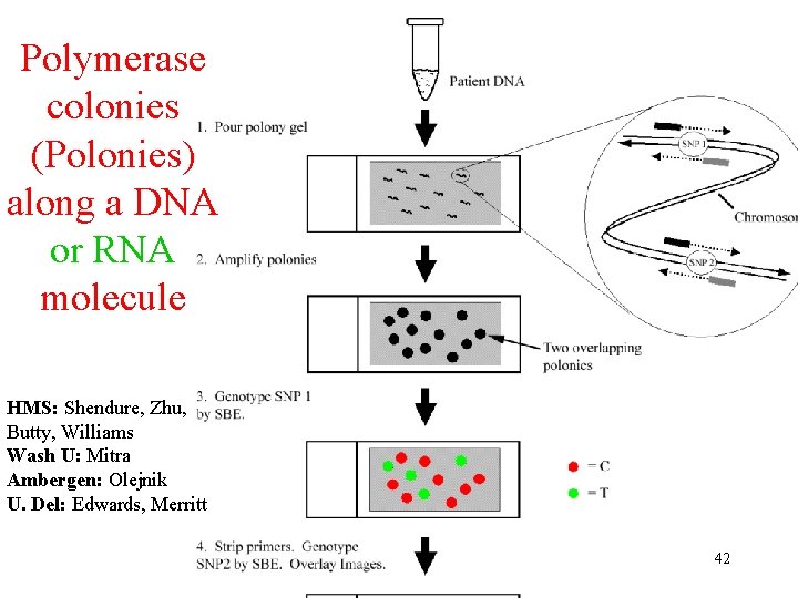 Polymerase colonies (Polonies) along a DNA or RNA molecule HMS: Shendure, Zhu, Butty, Williams