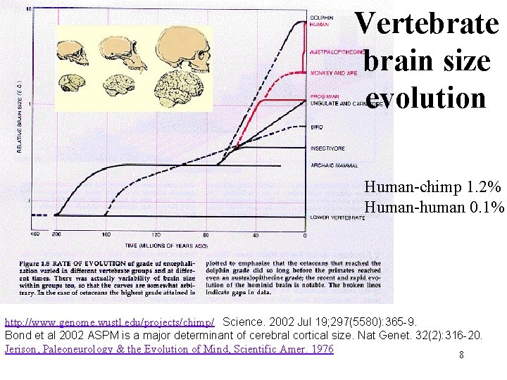 Vertebrate brain size evolution Human-chimp 1. 2% Human-human 0. 1% http: //www. genome. wustl.