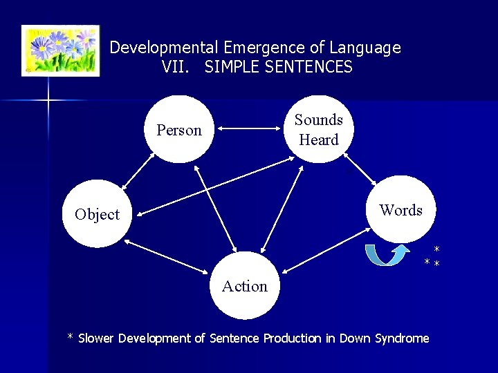 Developmental Emergence of Language VII. SIMPLE SENTENCES Sounds Heard Person * * Words Object