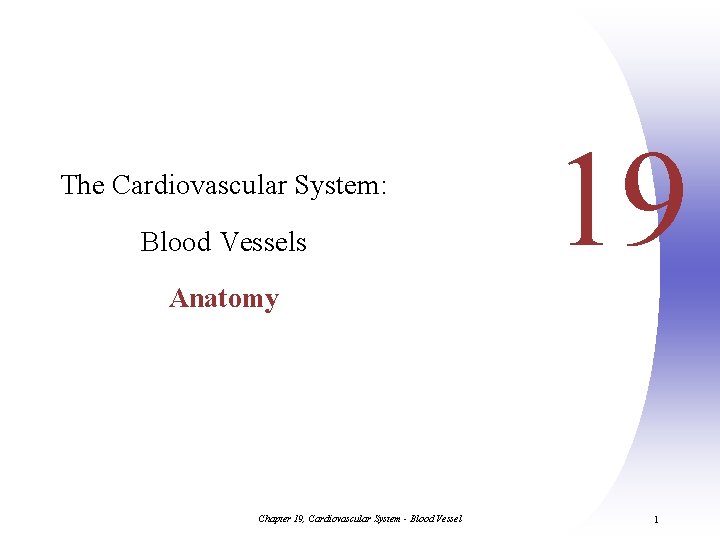 The Cardiovascular System: Blood Vessels 19 Anatomy Chapter 19, Cardiovascular System - Blood Vessel