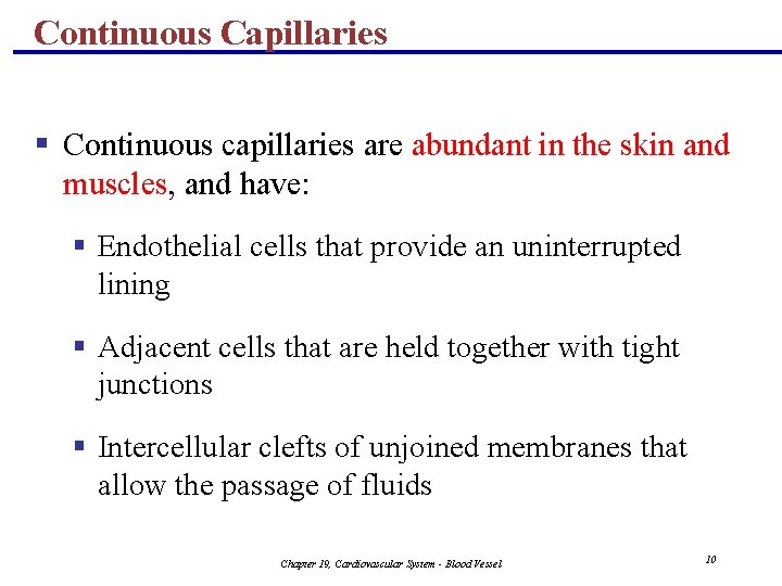 Continuous Capillaries § Continuous capillaries are abundant in the skin and muscles, and have: