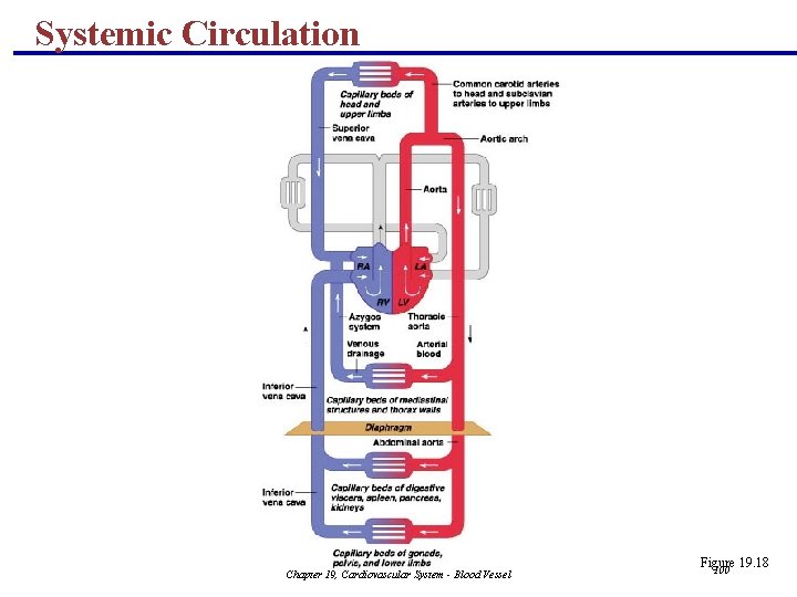 Systemic Circulation Chapter 19, Cardiovascular System - Blood Vessel Figure 19. 18 100 