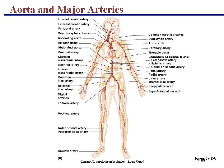 Aorta and Major Arteries Chapter 19, Cardiovascular System - Blood Vessel Figure 19. 19