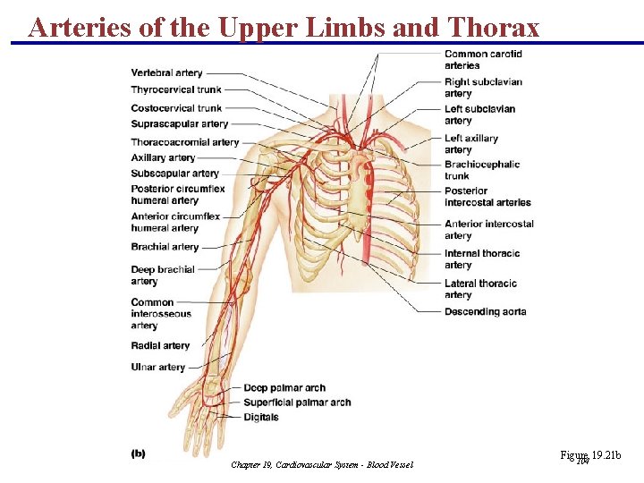 Arteries of the Upper Limbs and Thorax Chapter 19, Cardiovascular System - Blood Vessel