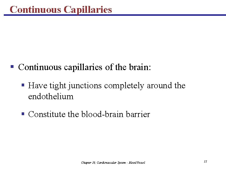 Continuous Capillaries § Continuous capillaries of the brain: § Have tight junctions completely around